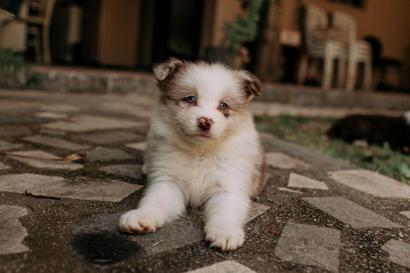Fluffy puppy lying on a stone patio