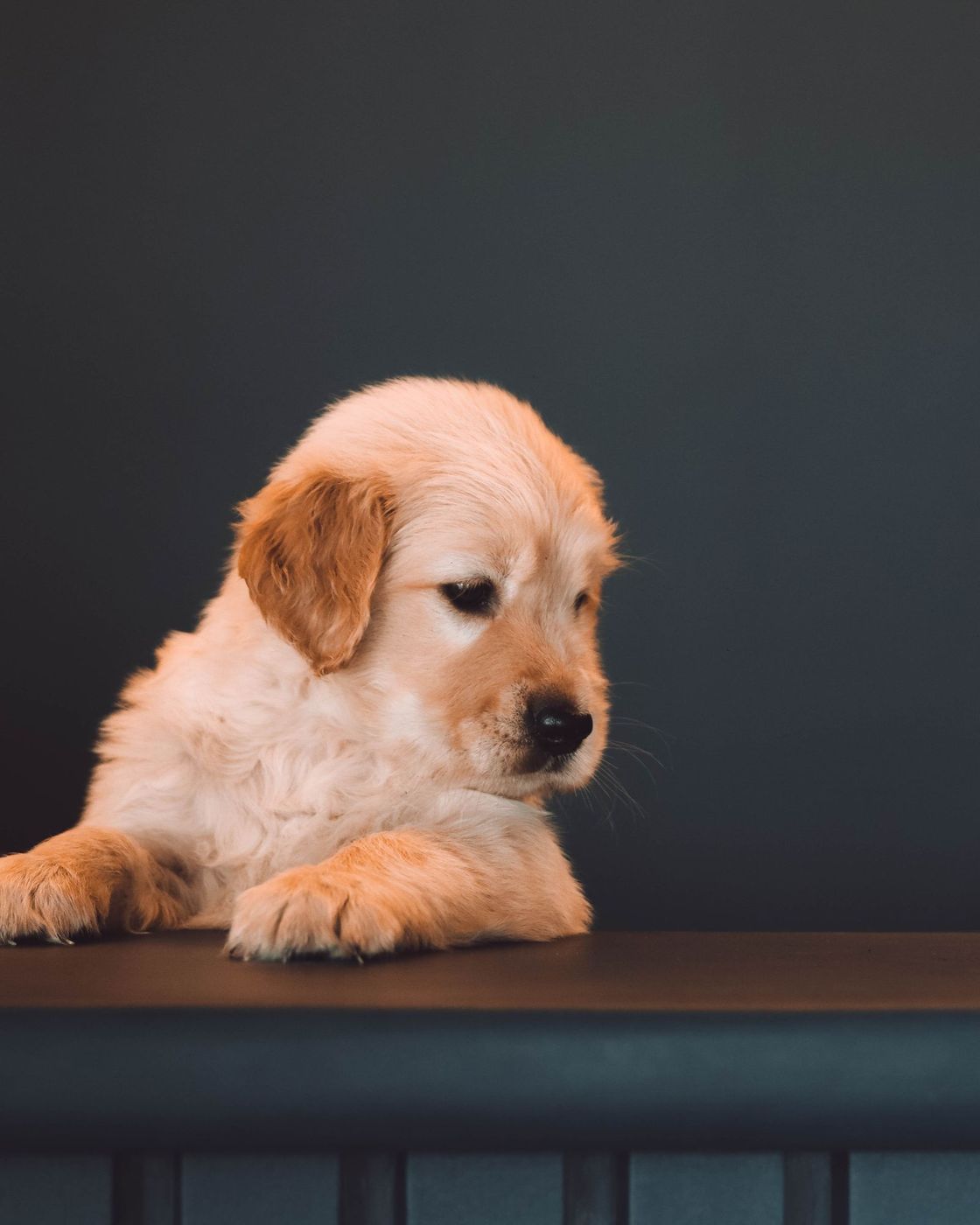 Golden puppy resting its paws on a ledge