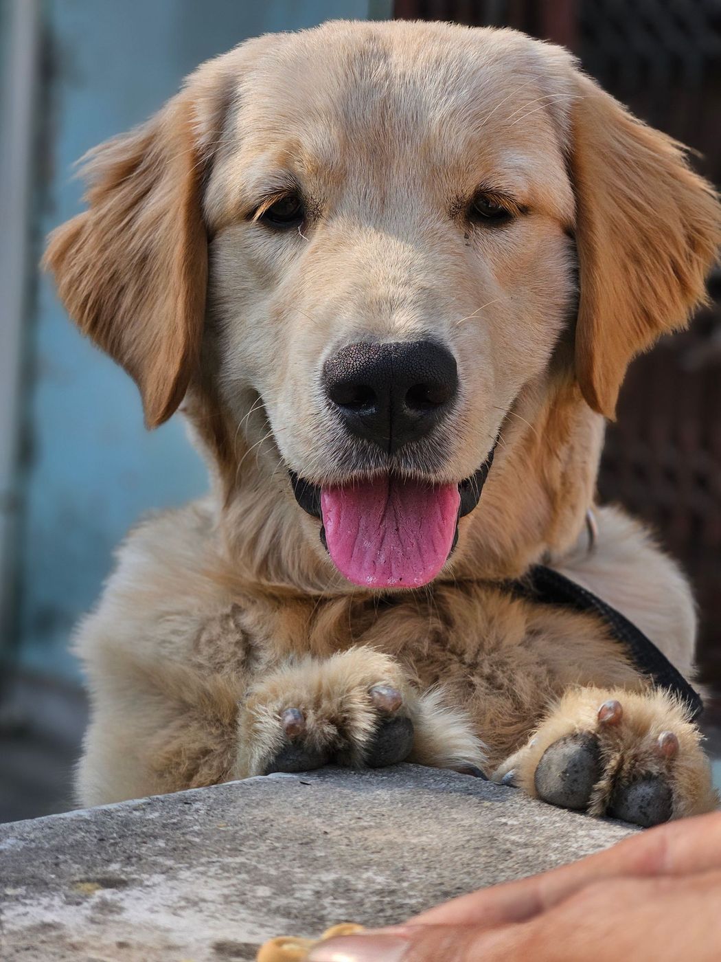Golden retriever leaning on a stone ledge with a big smile
