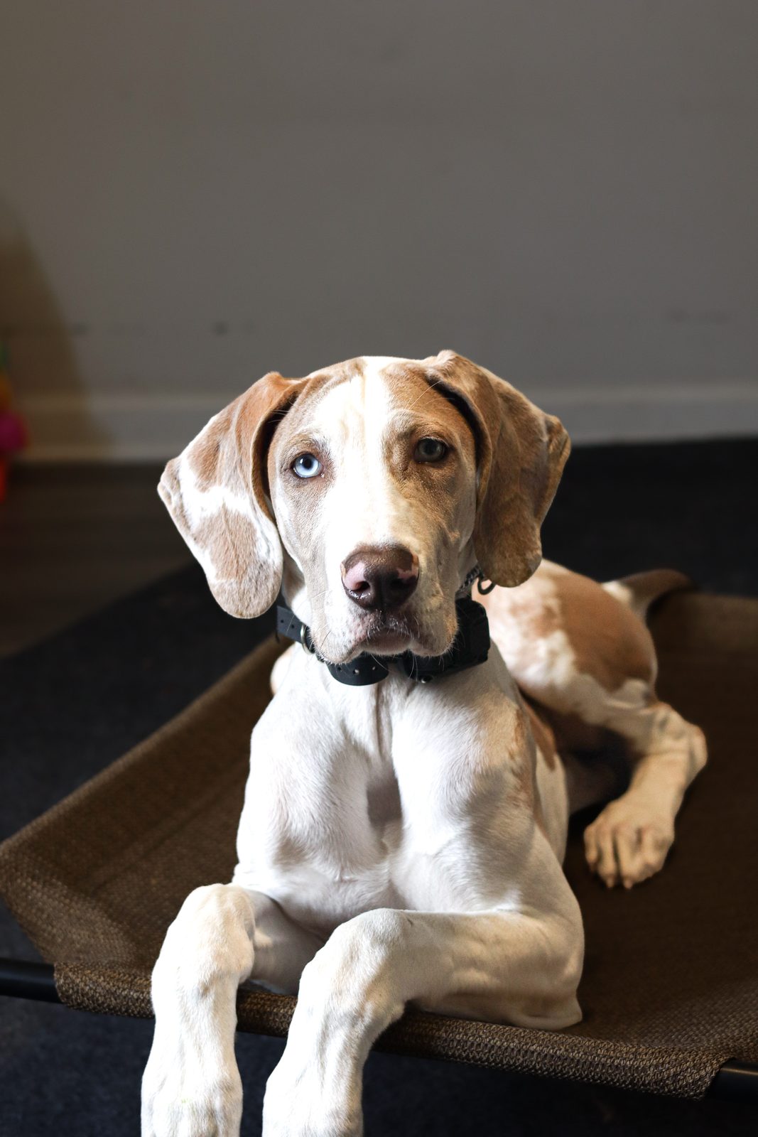 Liver and white puppy lying on a raised bed