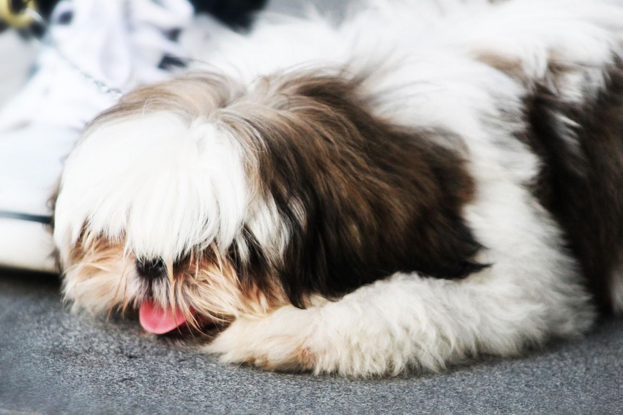 Shaggy Shih Tzu napping on pavement