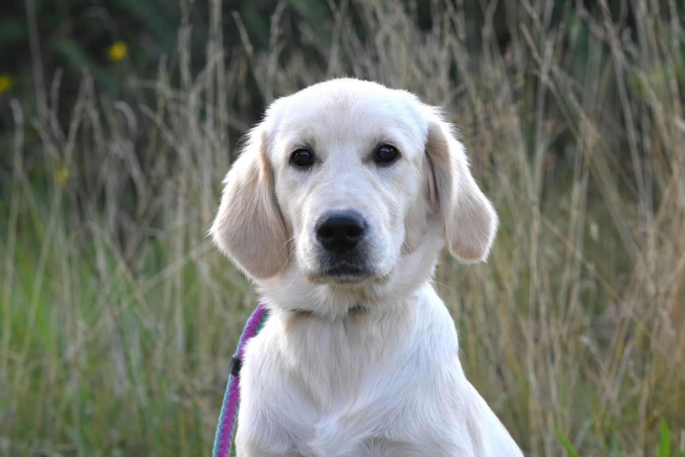 White golden retriever puppy in tall grass