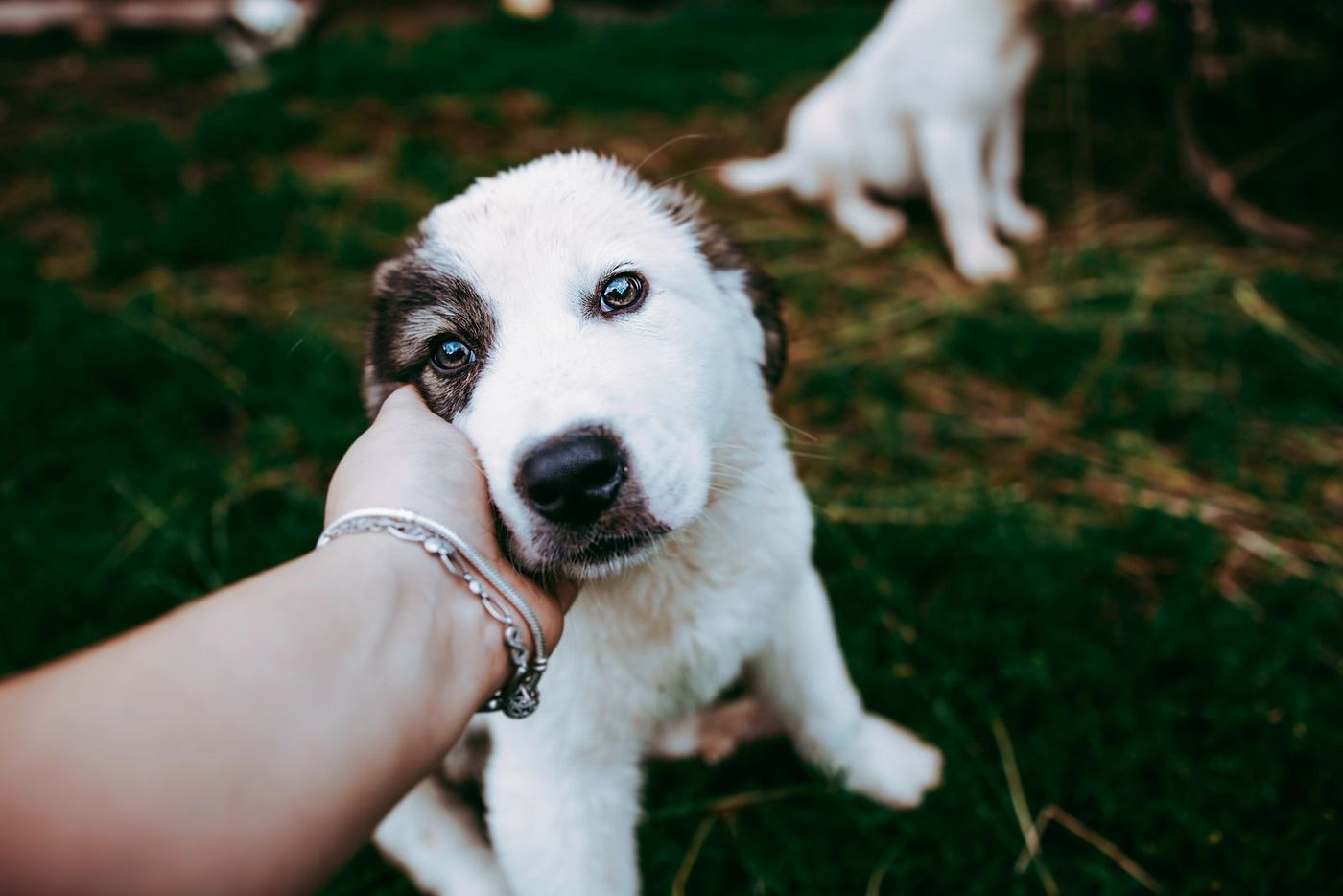White puppy leaning into a gentle hand