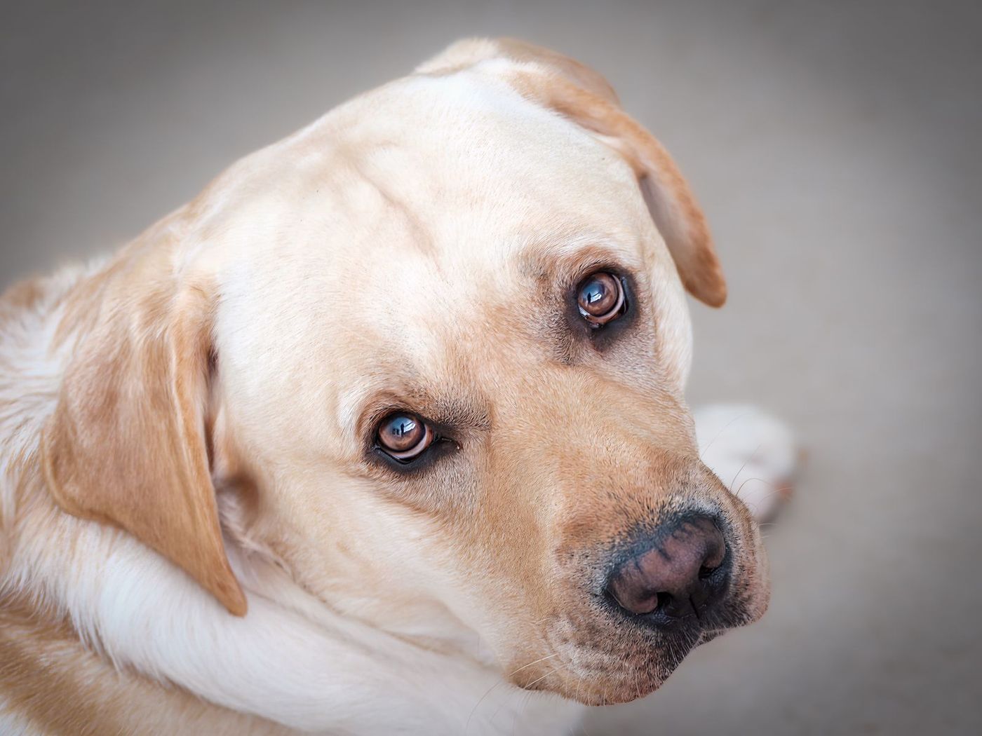 Yellow Labrador resting its head and looking sideways